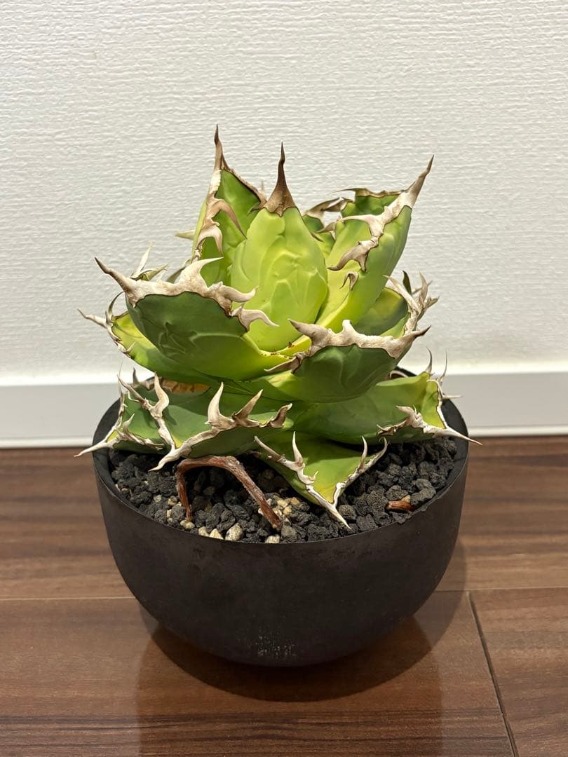 アガベ　チタノタ　海豹(アザラシ) valiem鉢付き