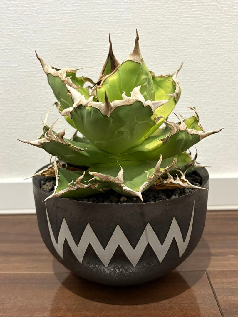 アガベ　チタノタ　海豹(アザラシ) valiem鉢付き