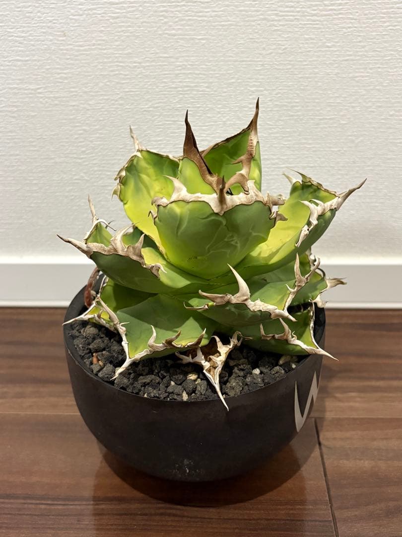 アガベ　チタノタ　海豹(アザラシ) valiem鉢付き