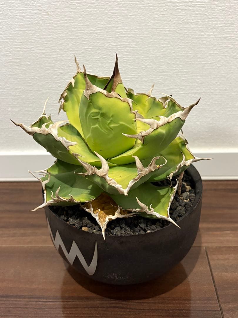 アガベ　チタノタ　海豹(アザラシ) valiem鉢付き