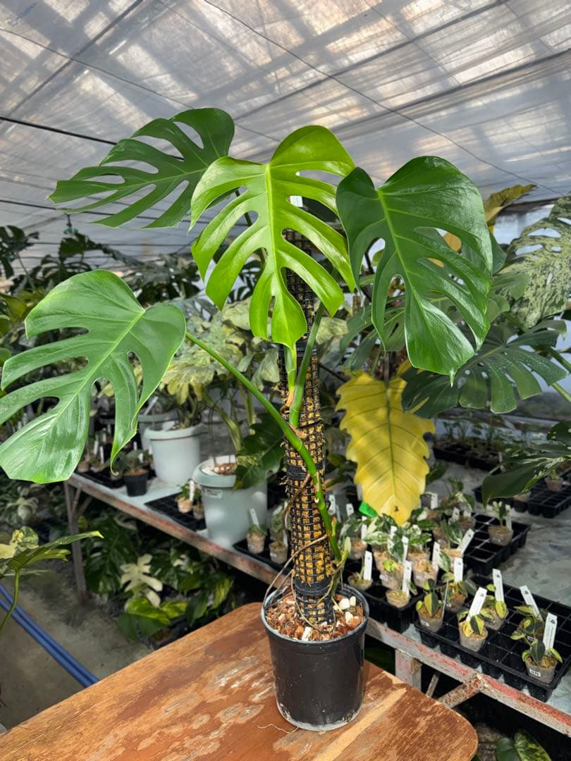 SR1 モンステラ　デリシオーサ　シエラナ　鉢モスポール付き　オリジナルカット株