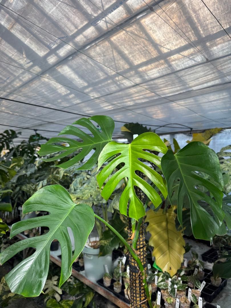 SR1 モンステラ　デリシオーサ　シエラナ　鉢モスポール付き　オリジナルカット株