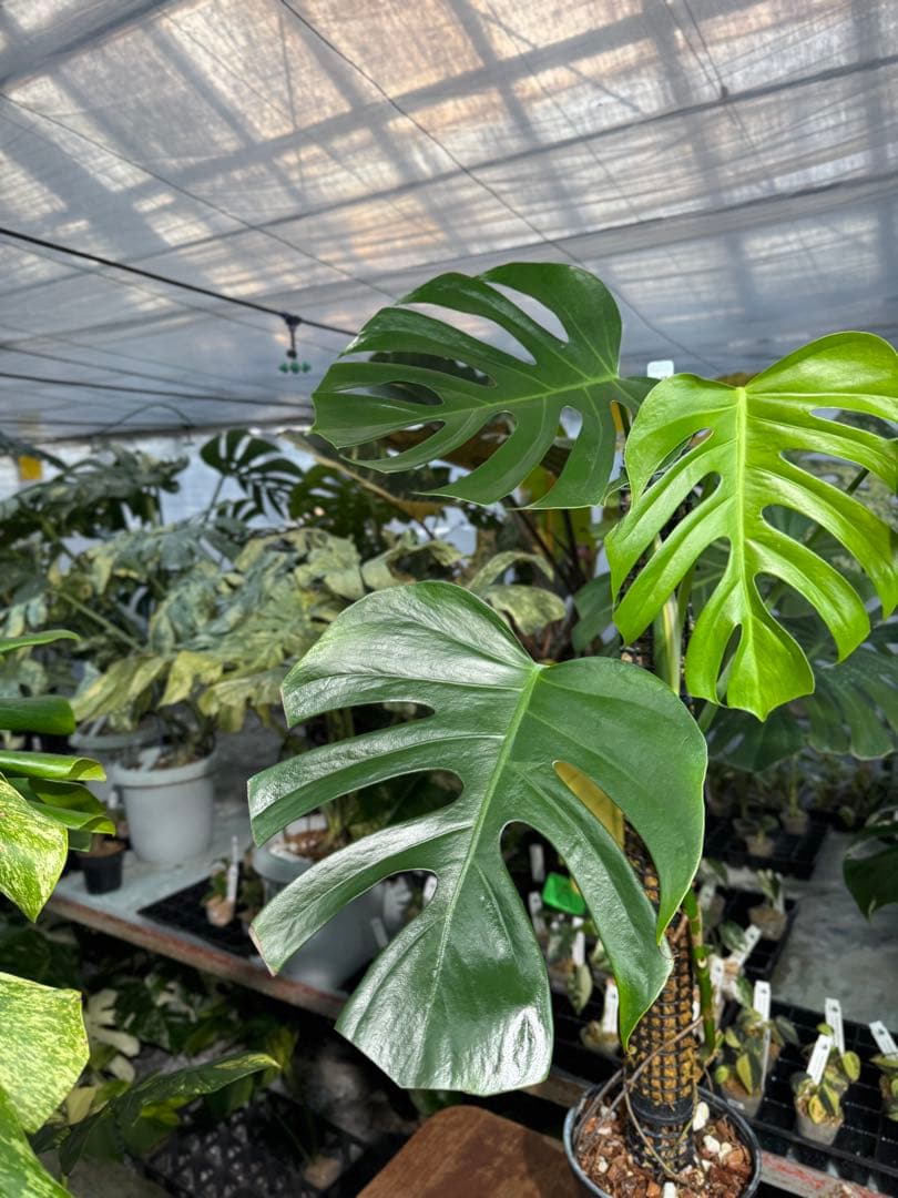 SR1 モンステラ　デリシオーサ　シエラナ　鉢モスポール付き　オリジナルカット株