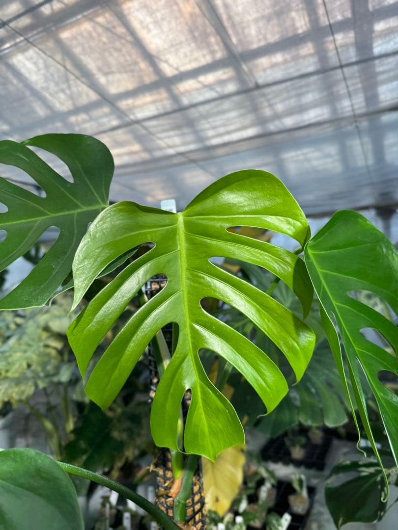 SR1 モンステラ　デリシオーサ　シエラナ　鉢モスポール付き　オリジナルカット株