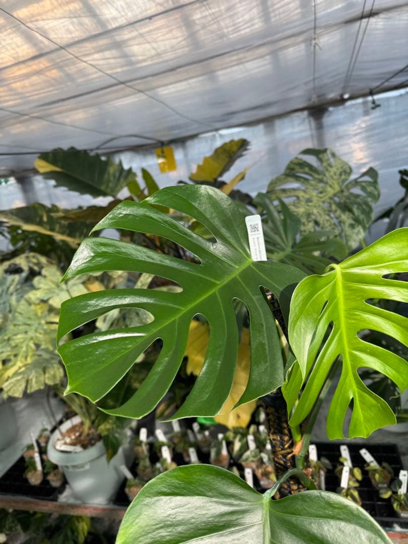 SR1 モンステラ　デリシオーサ　シエラナ　鉢モスポール付き　オリジナルカット株