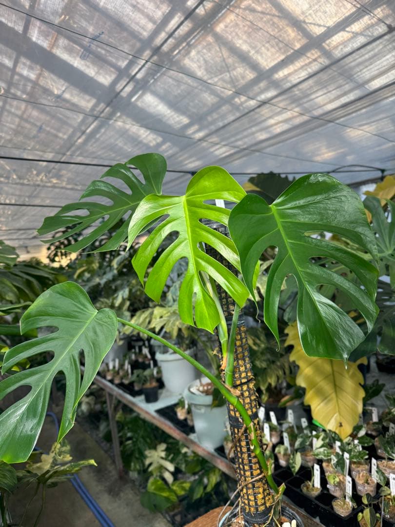 SR1 モンステラ　デリシオーサ　シエラナ　鉢モスポール付き　オリジナルカット株