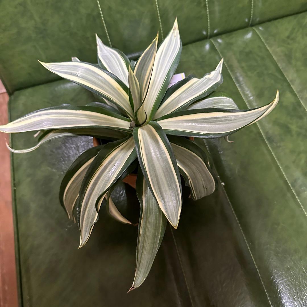 アガベ デスメティアーナ ホワイト+シルバー 希少 斑入 アイボリー