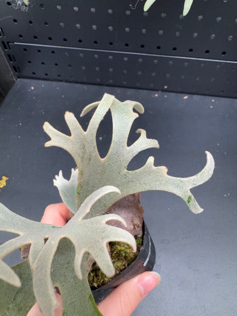 平凡之鹿】ビカクシダ YMDS Totoro HHRナーセリータグ付け#070