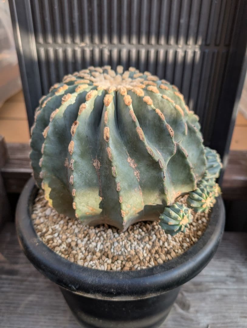 【Omc Labo】極上1　フェロカクタス刺無王冠竜　希少 サボテン　古木