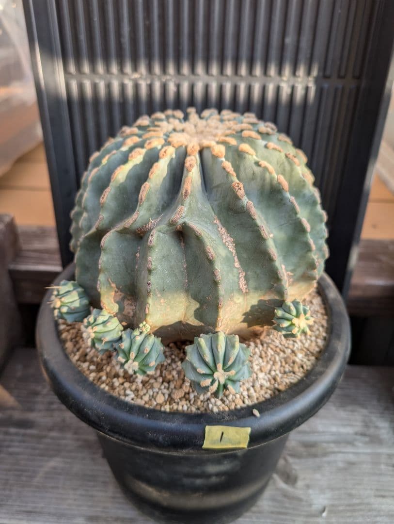 【Omc Labo】極上1　フェロカクタス刺無王冠竜　希少 サボテン　古木