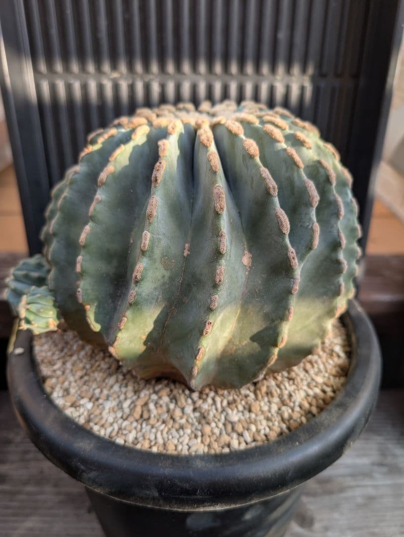 【Omc Labo】極上1　フェロカクタス刺無王冠竜　希少 サボテン　古木