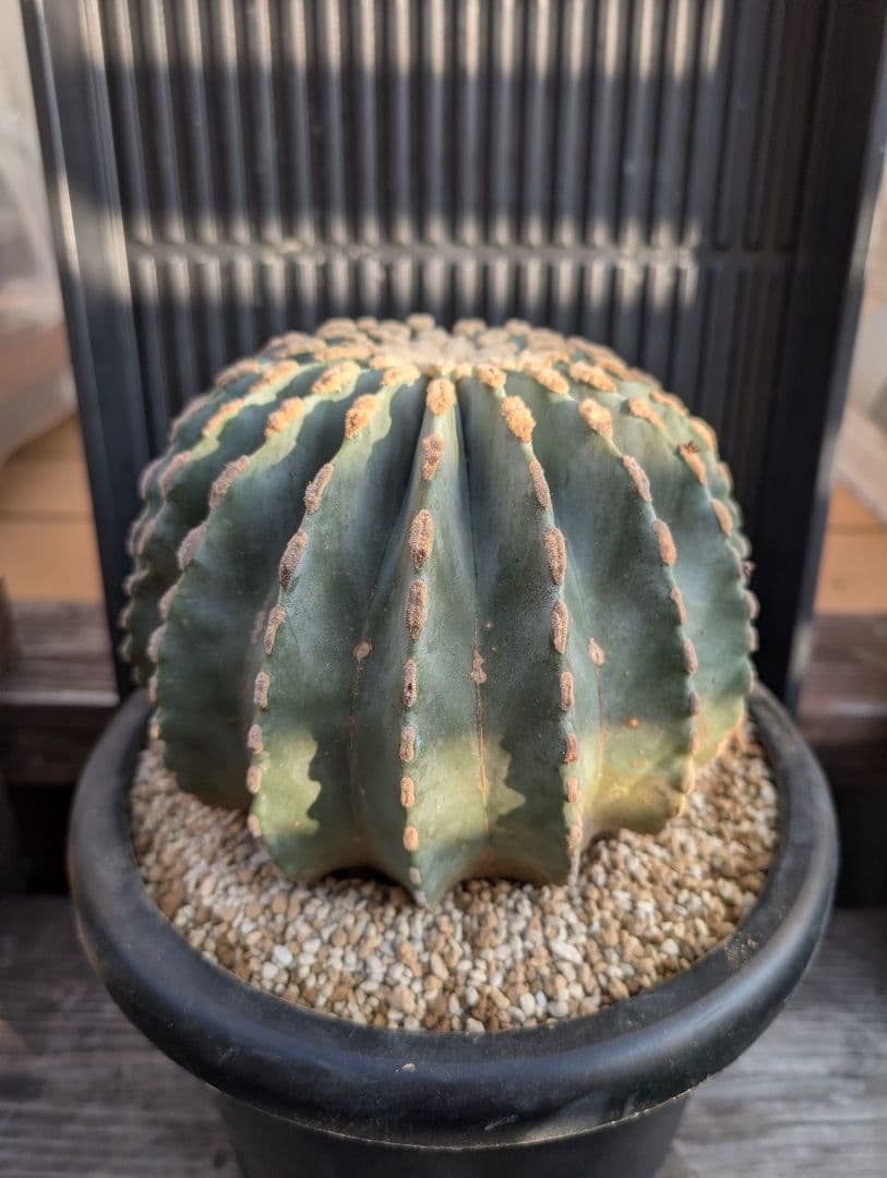 【Omc Labo】極上1　フェロカクタス刺無王冠竜　希少 サボテン　古木