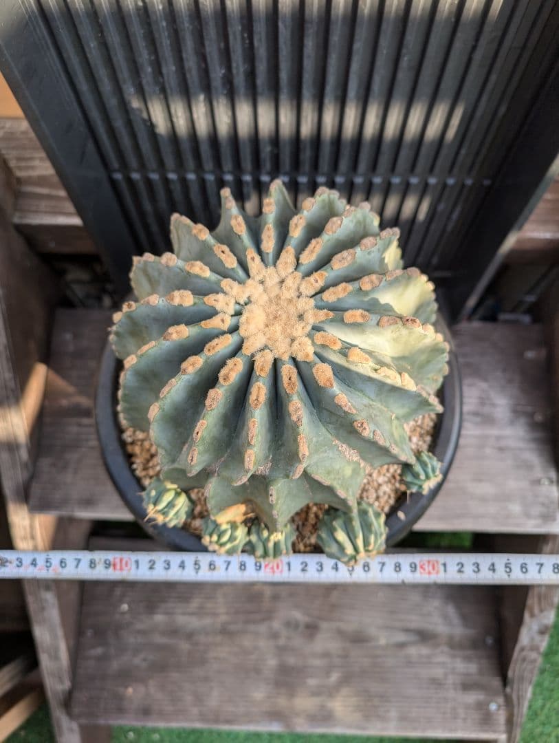 【Omc Labo】極上1　フェロカクタス刺無王冠竜　希少 サボテン　古木