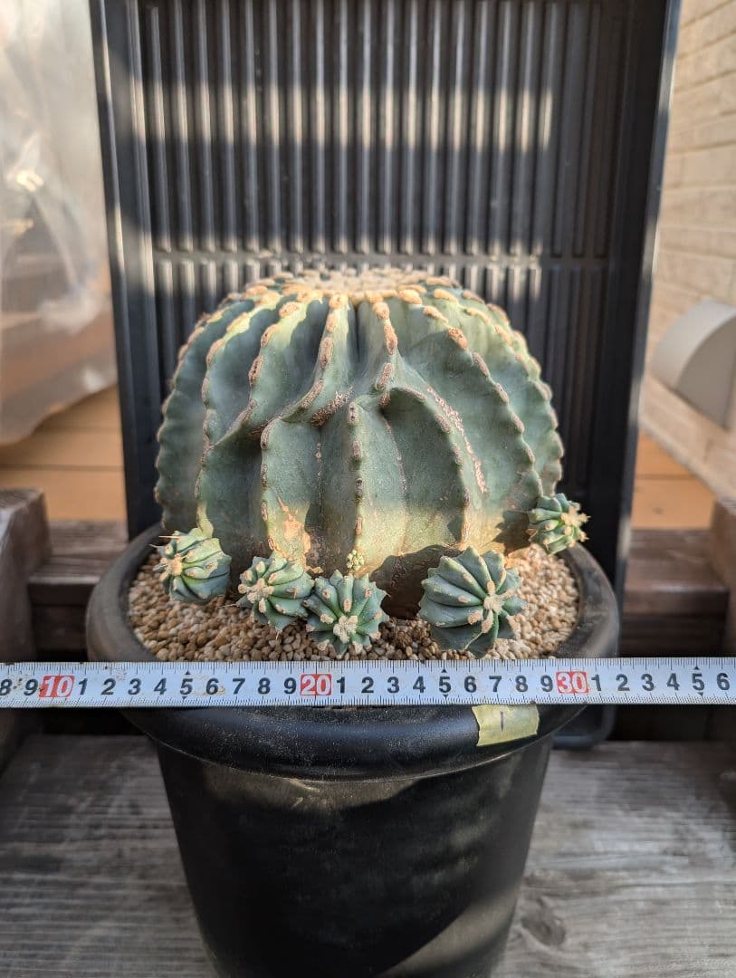 【Omc Labo】極上1　フェロカクタス刺無王冠竜　希少 サボテン　古木