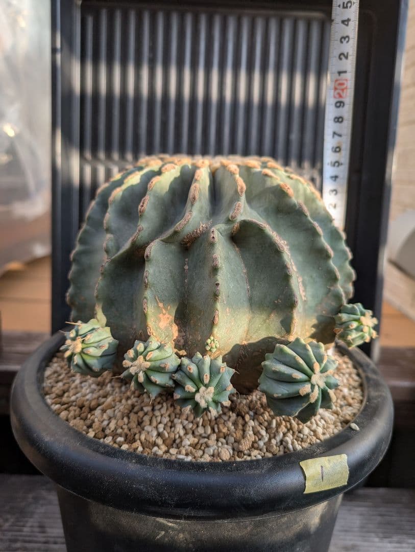 【Omc Labo】極上1　フェロカクタス刺無王冠竜　希少 サボテン　古木