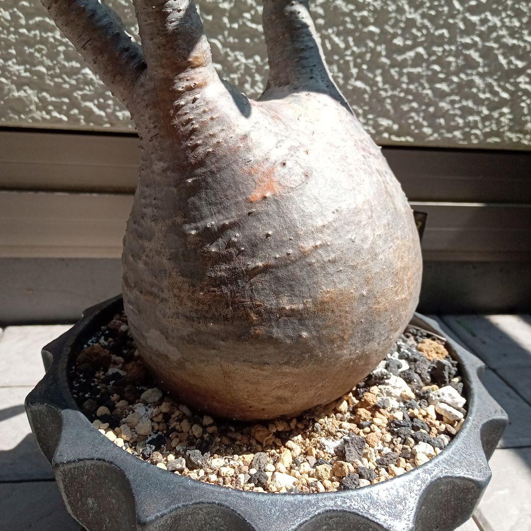 昨夏(2025)開花しました！】パキポディウム グラキリス☆レア白肌 現地