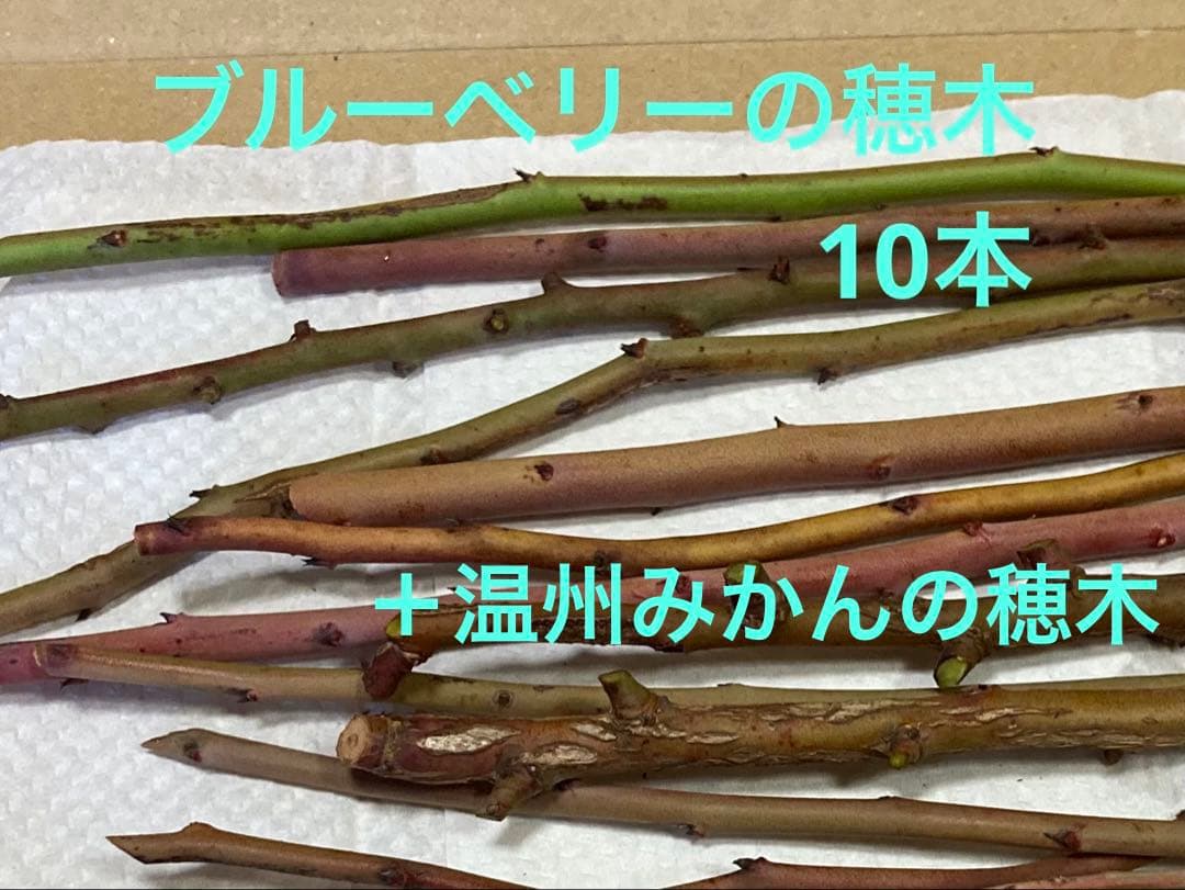 ブルーベリーの穂木 10本➕温州みかんの穂木 7本 ネコポス 値下げしま