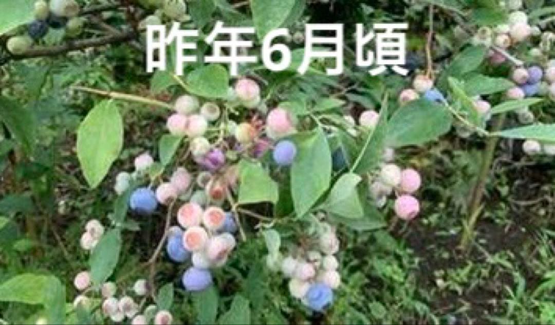 ブルーベリーの穂木 10本➕温州みかんの穂木 7本 ネコポス 値下げしま