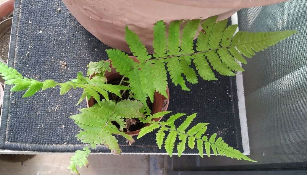 ワケアリ 中⑮ 品種不明シダ