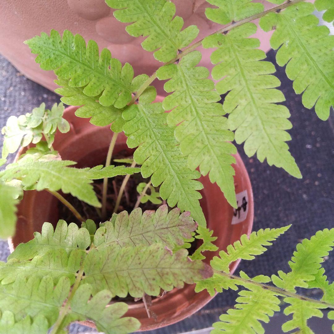 ワケアリ 中⑮ 品種不明シダ