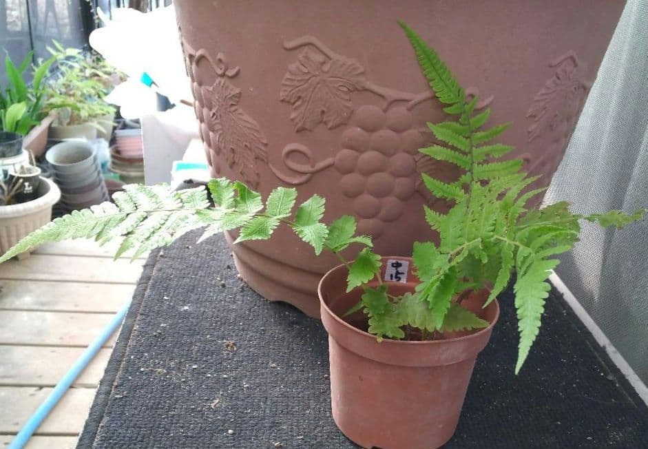 ワケアリ 中⑮ 品種不明シダ