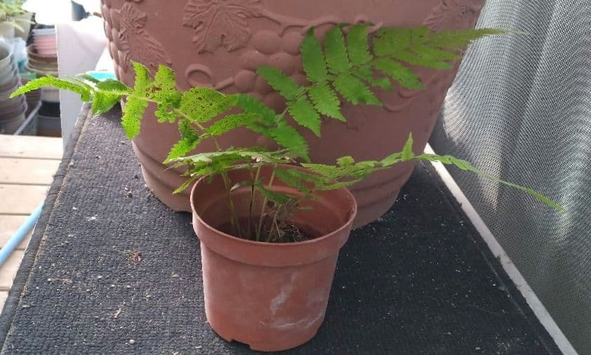 ワケアリ 中⑮ 品種不明シダ