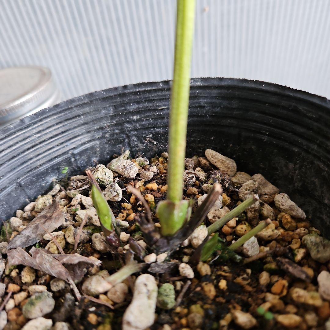 ㉖-516クリスマスローズ