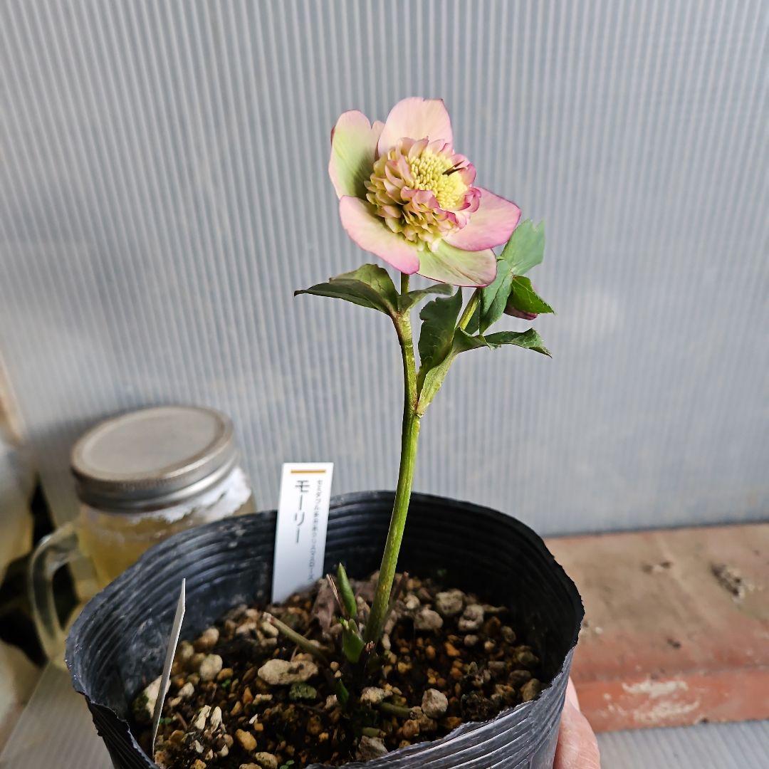 ㉖-516クリスマスローズ