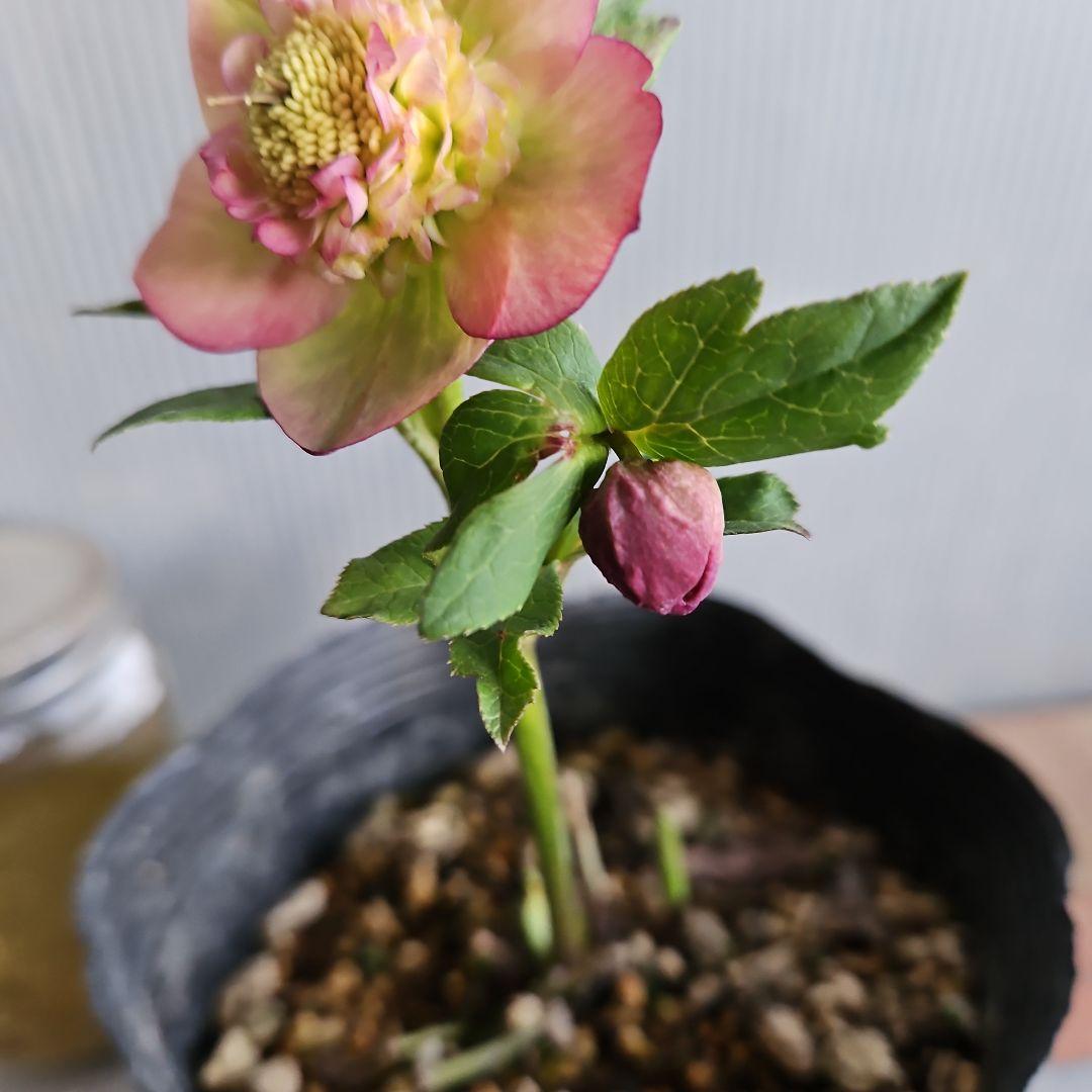 ㉖-516クリスマスローズ