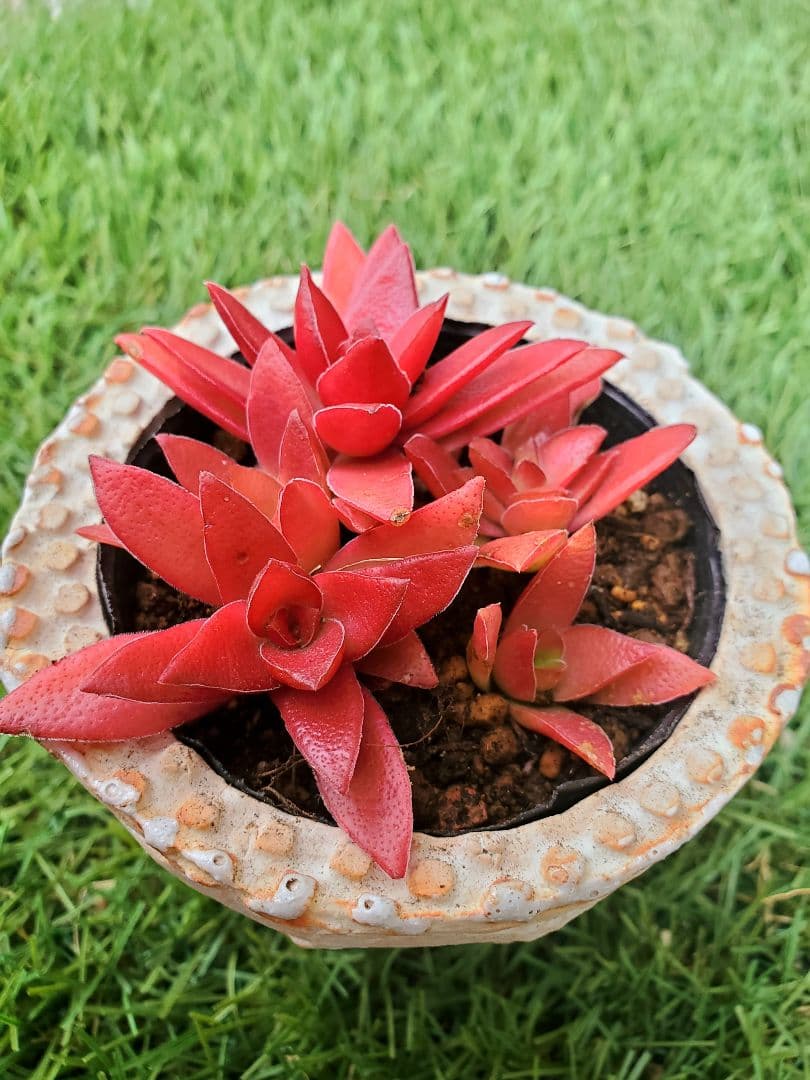 多肉植物】クラッスラ 紅葉祭り 抜き苗 - メルカリ