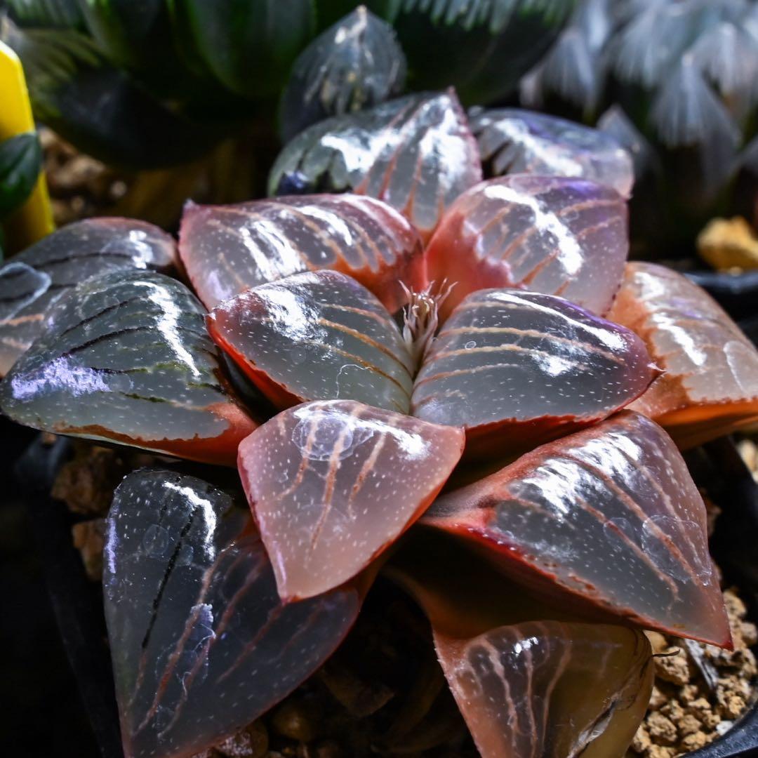 じ*じ様 ハオルチア トロピカルナイト錦 極上斑