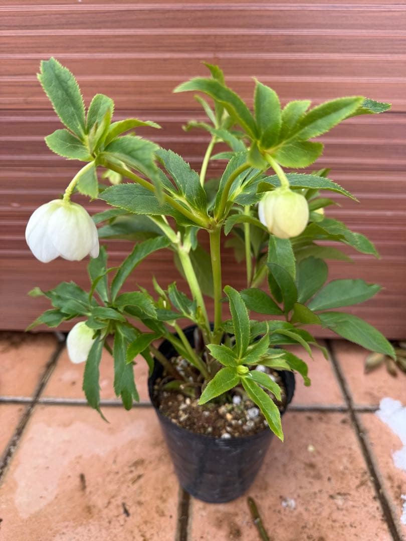 未株分】クリスマスローズ 若泉ファーム 白セミダブル - メルカリ