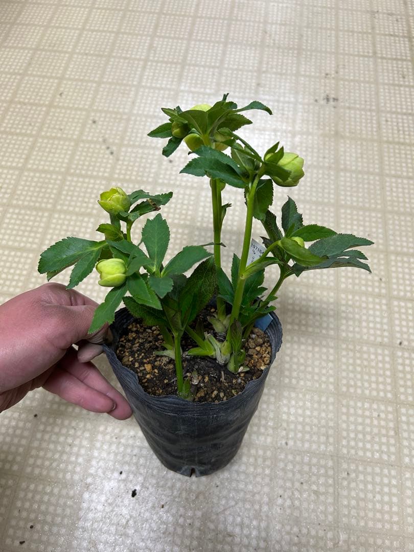 レッドイルミリオン交配 フラッシュ系 加藤農園 クリスマスローズ 同梱可能