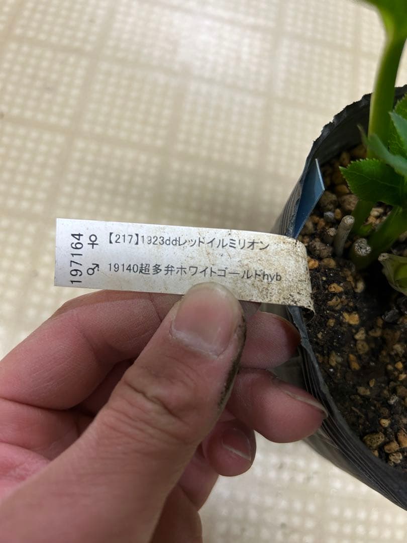 レッドイルミリオン交配 フラッシュ系 加藤農園 クリスマスローズ 同梱可能