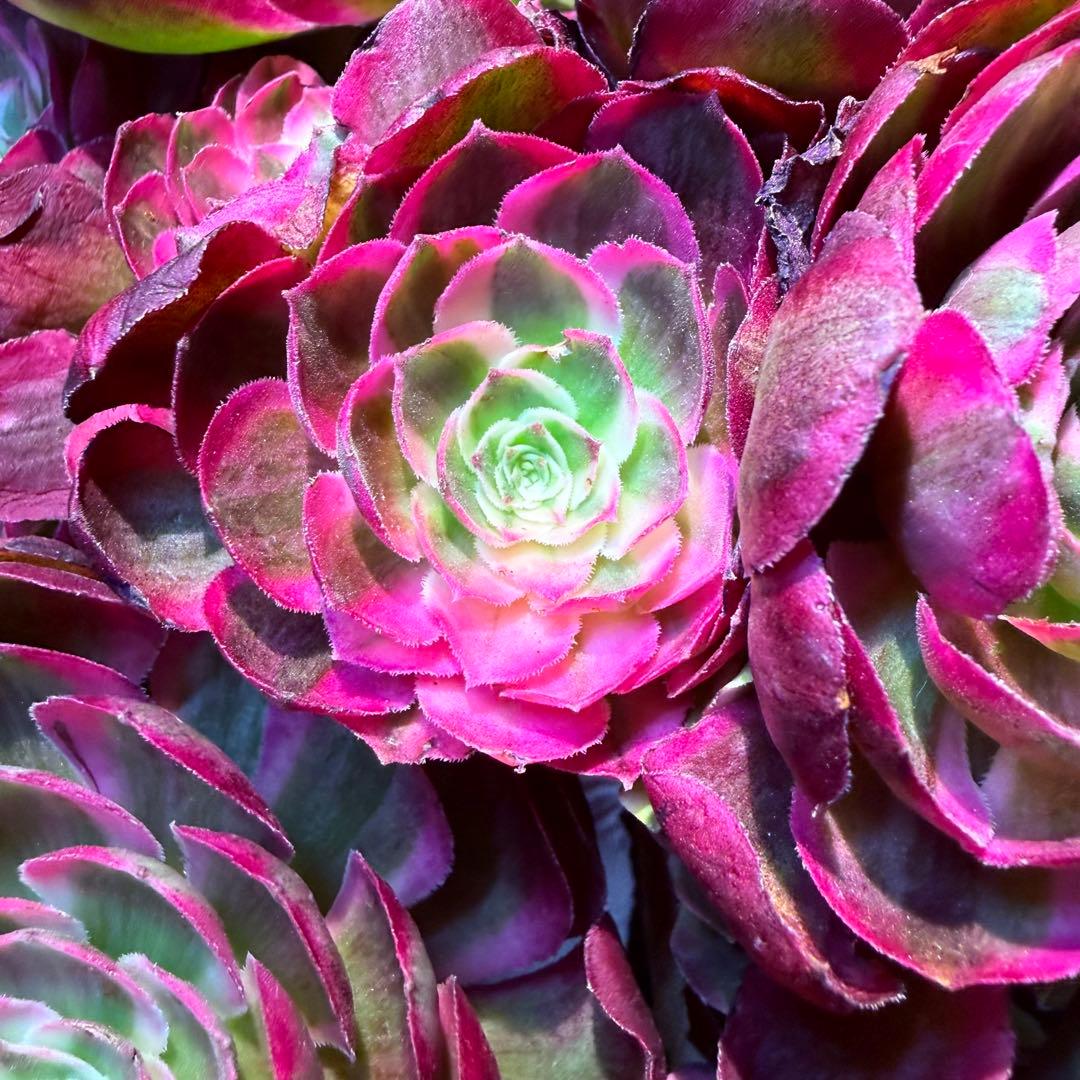 超レア新品種　アエオニウム　レッドロイヤルピーコック錦　(ブーケ古株) 超大品