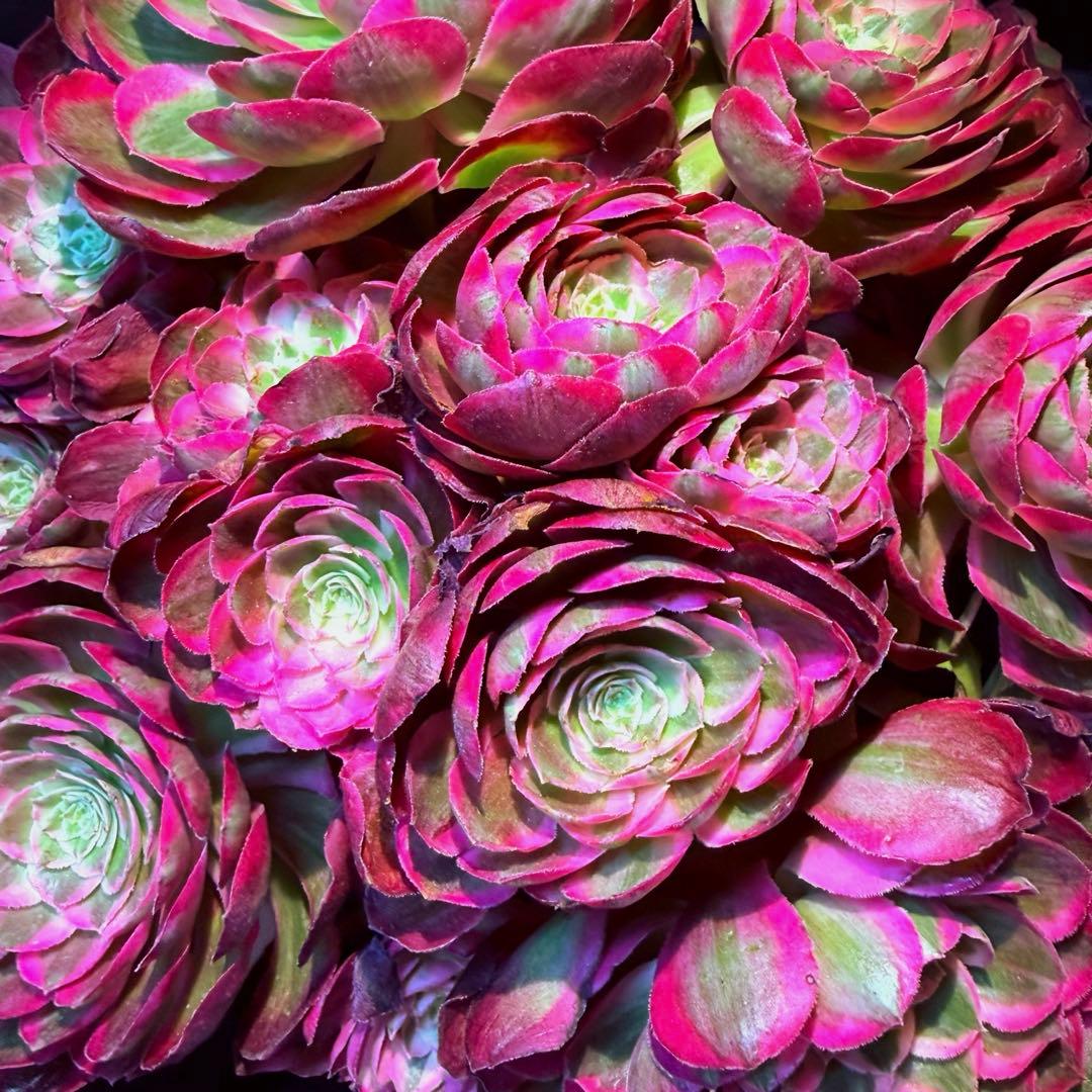 超レア新品種　アエオニウム　レッドロイヤルピーコック錦　(ブーケ古株) 超大品