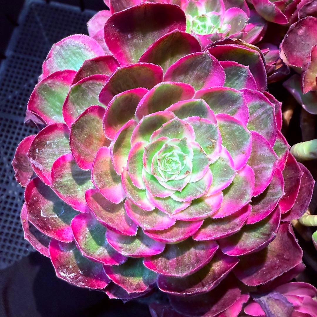 超レア新品種　アエオニウム　レッドロイヤルピーコック錦　(ブーケ古株) 超大品