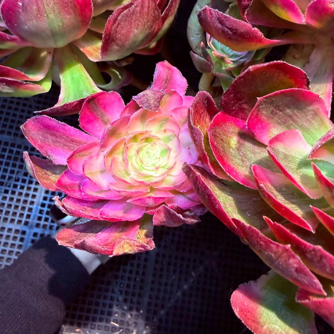 超レア新品種　アエオニウム　レッドロイヤルピーコック錦　(ブーケ古株) 超大品