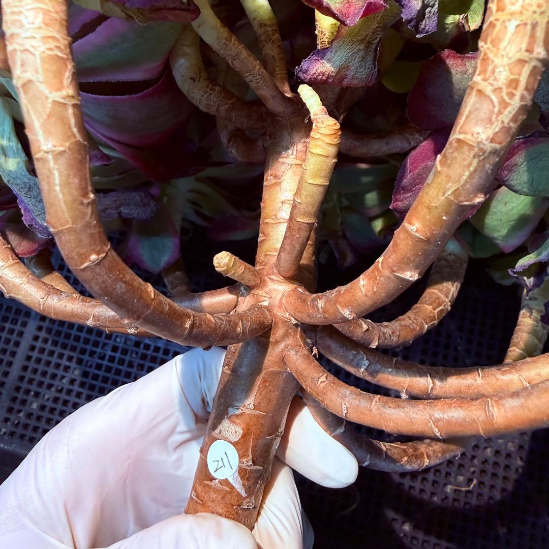 超レア新品種　アエオニウム　レッドロイヤルピーコック錦　(ブーケ古株) 超大品