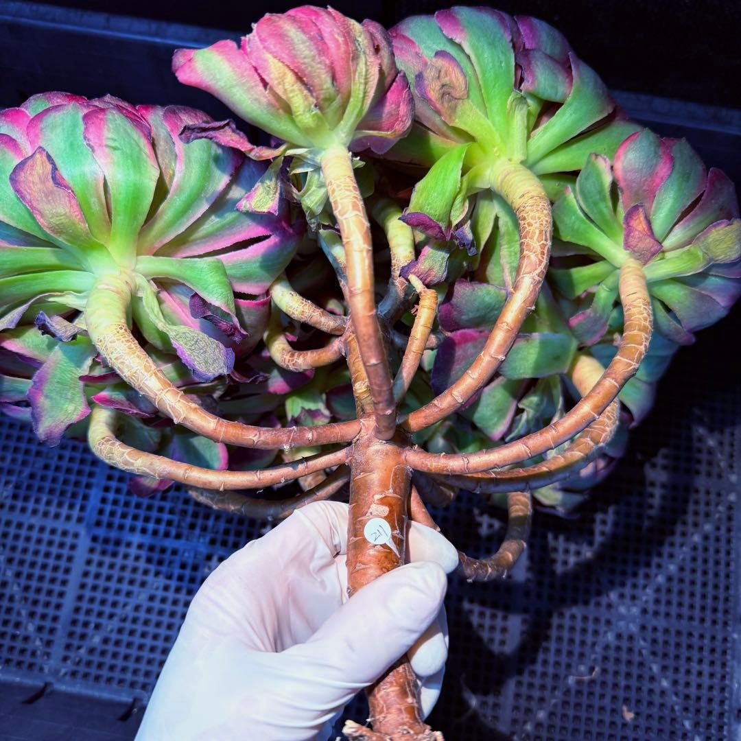 超レア新品種　アエオニウム　レッドロイヤルピーコック錦　(ブーケ古株) 超大品