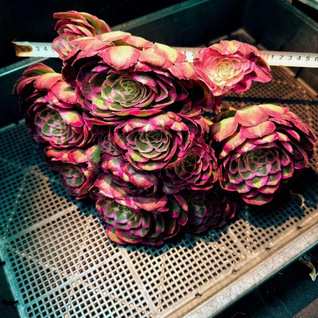 超レア新品種　アエオニウム　レッドロイヤルピーコック錦　(ブーケ古株) 超大品