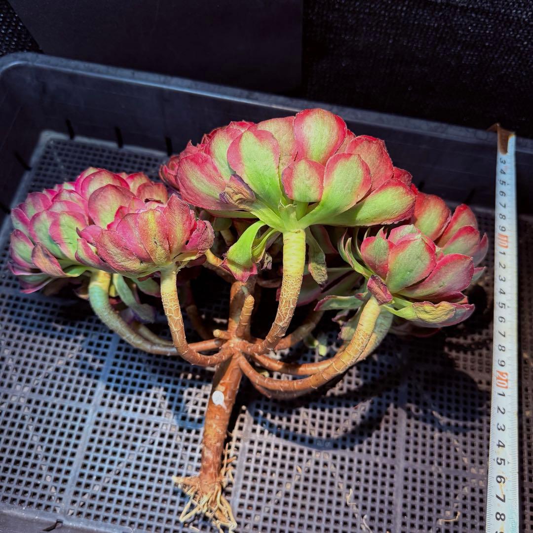 超レア新品種　アエオニウム　レッドロイヤルピーコック錦　(ブーケ古株) 超大品