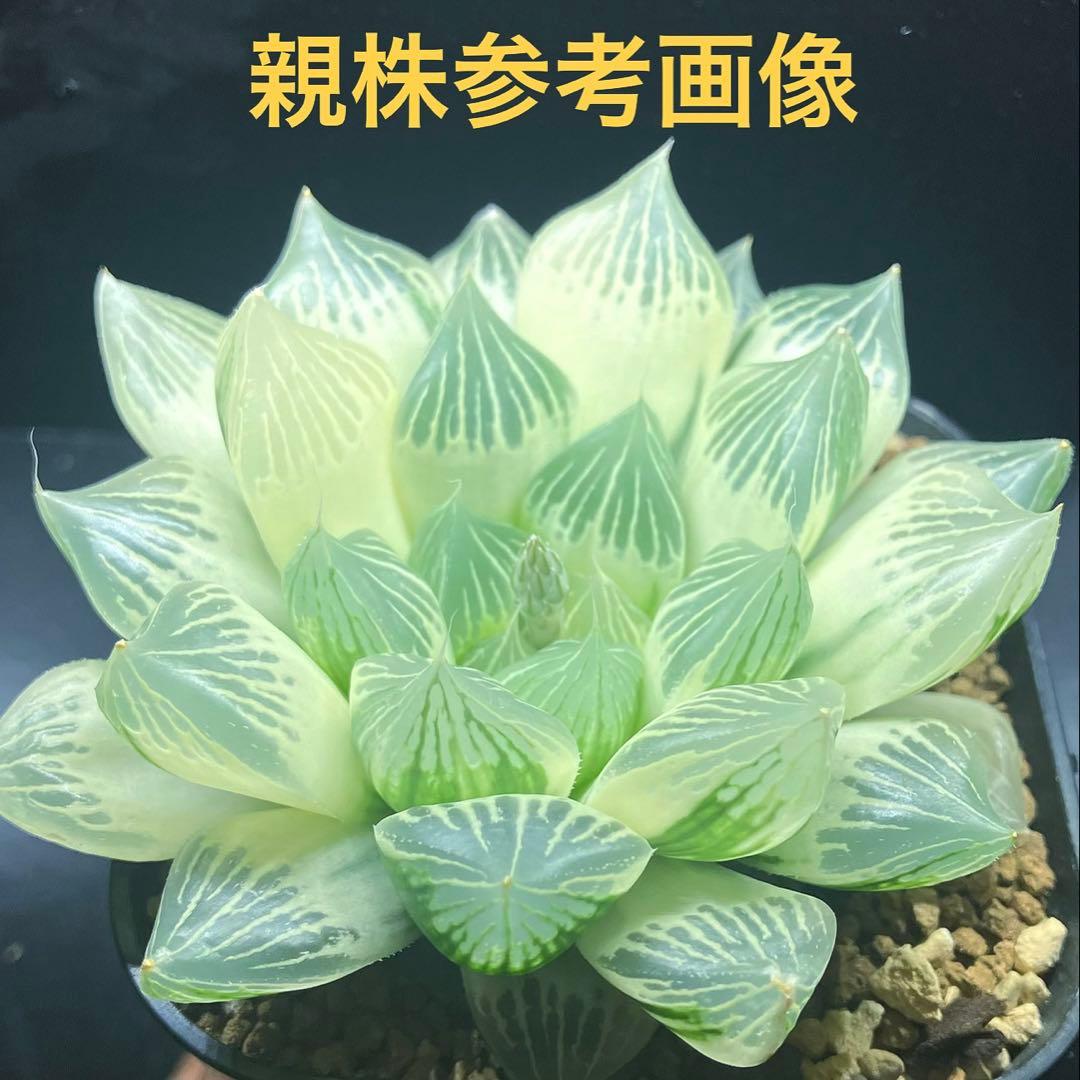 ハオルチア 白蛇伝 葉挿し苗 - メルカリ