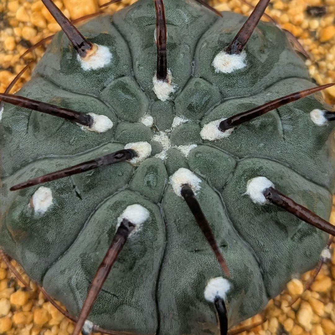 レアサボテンコレクション・ギムノカリキウム属・一本刺バッテリーinわけけのお店