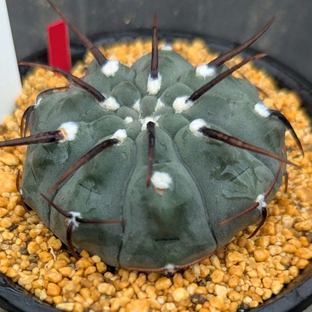 レアサボテンコレクション・ギムノカリキウム属・一本刺バッテリーinわけけのお店