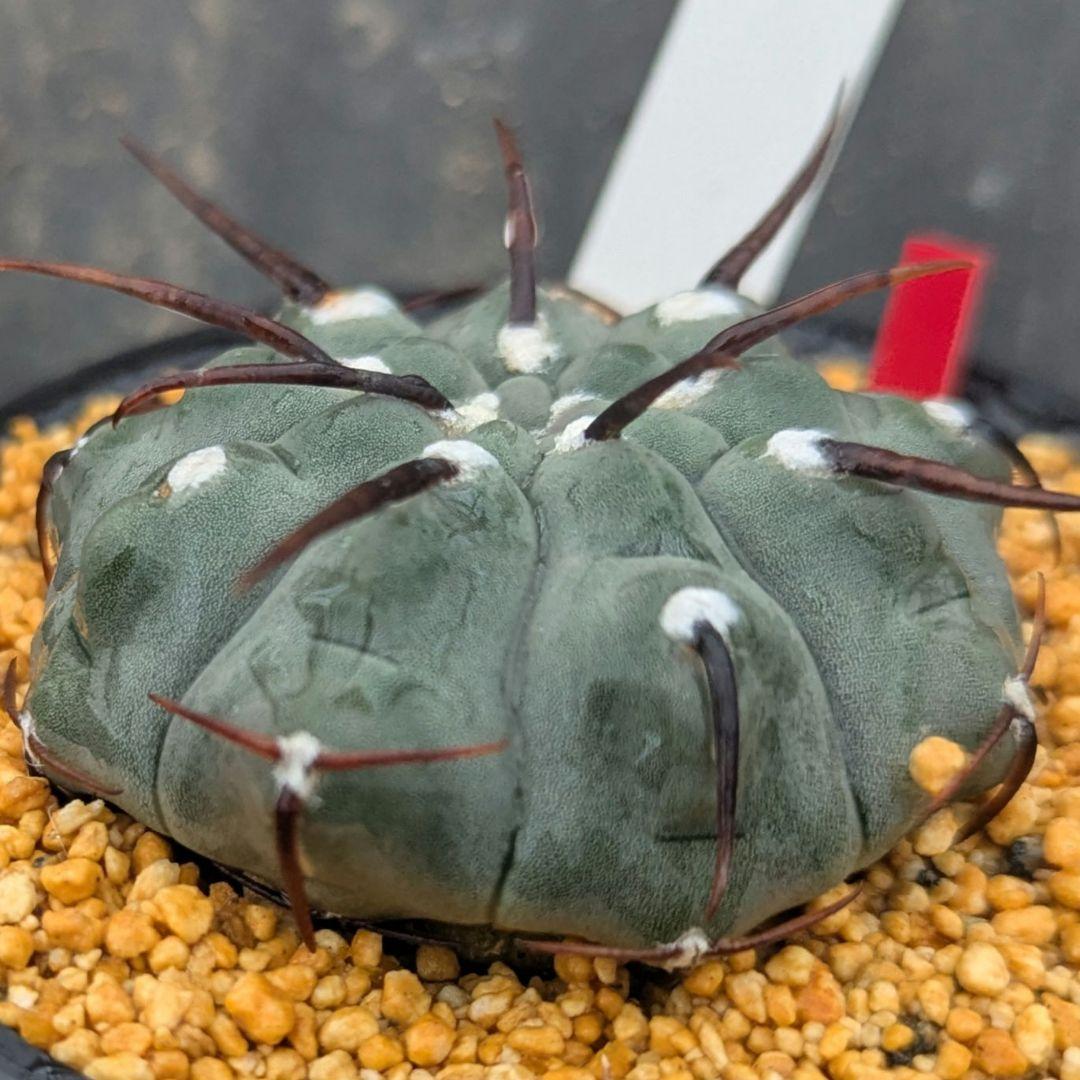 レアサボテンコレクション・ギムノカリキウム属・一本刺バッテリーinわけけのお店