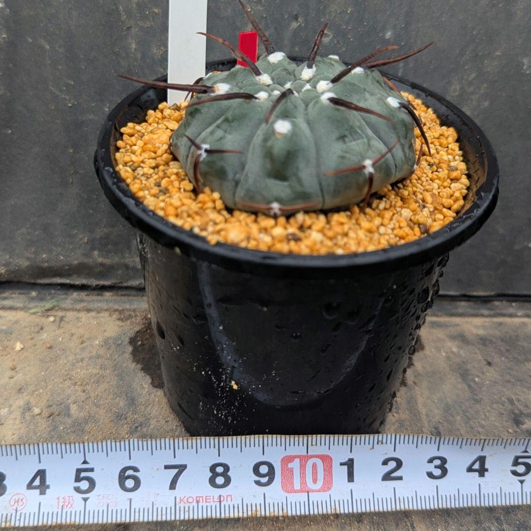 レアサボテンコレクション・ギムノカリキウム属・一本刺バッテリーinわけけのお店