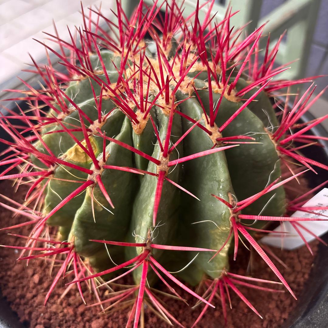 現品　フェロカクタス　スタイネシー（セキホウ）　フェロカクタス　赤鳳８号