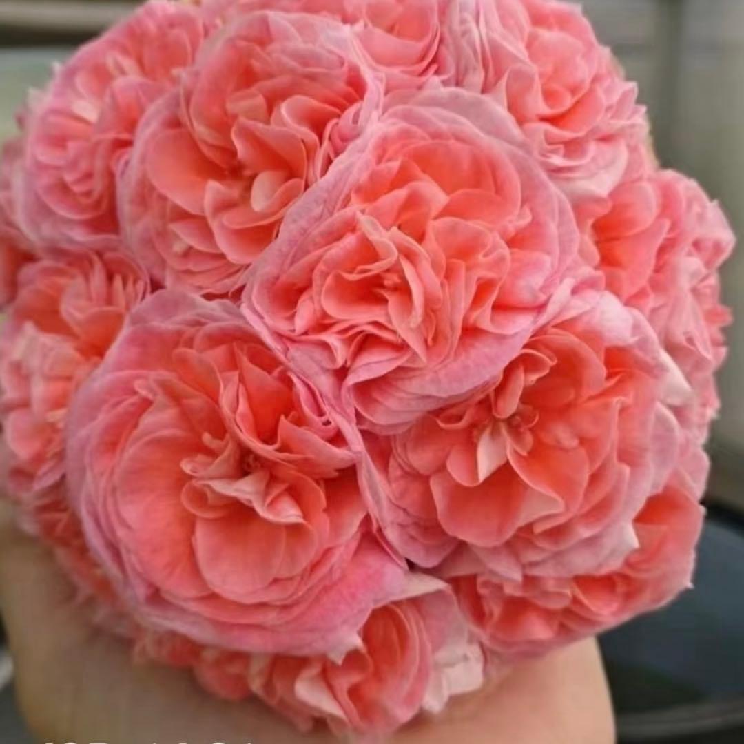 新品種 希少品種ゼラニウム レアゼラニウム 激レア品種ゼラニウム 1421