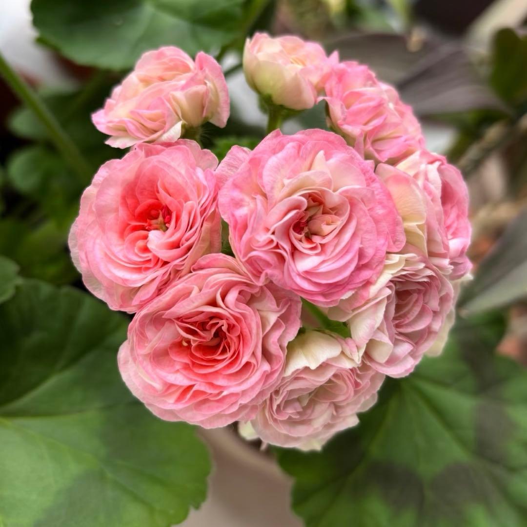 新品種 希少品種ゼラニウム レアゼラニウム 激レア品種ゼラニウム 1421